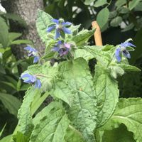ガイラルディア,ボリジ,ガイラルディア グレープセンセーション,ミエルドフォレ,ばら バラ 薔薇の画像