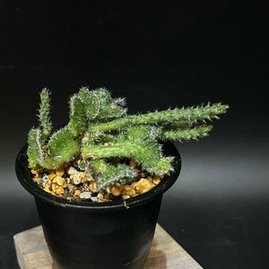サボテン,多肉植物,観葉植物,塊根植物,コーデックスの画像