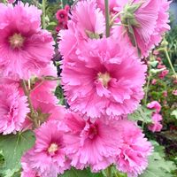 タチアオイ,庭の花,八重咲き,おはよう,ピンク❤︎ピンクの画像