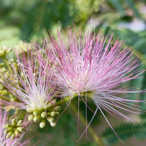 ネムノキ,観葉植物,ネコ好き,花のある暮らし,植中毒の画像