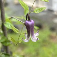 山野草,シェードガーデン,パープル,斑入り。,斑入り好き♡の画像