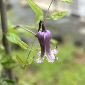 山野草,シェードガーデン,パープル,斑入り。,斑入り好き♡の画像
