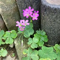 ムラサキカタバミの画像