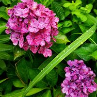 グラジオラス,サボテン,ヘメロカリス,ユリ,緋花玉の画像