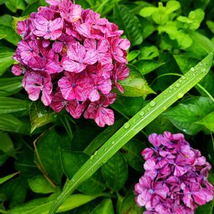 グラジオラス,サボテン,ヘメロカリス,ユリ,緋花玉の画像