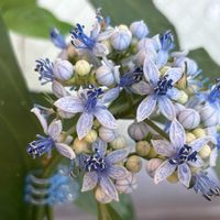 日陰が好き,常山紫陽花・碧の瞳（じょうざんあじさい・あおのひとみ）,アジサイフェア 2026 フォトコンテスト,玄関アプローチの画像
