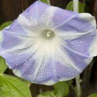 朝顔,アサガオ(朝顔),花のある暮らし,玄関先,平和が第一の画像