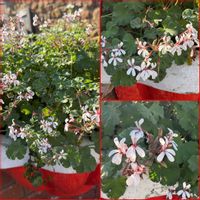 ゼラニウム,ローズゼラニウム,鉢植え,爽やか,花のある暮らしの画像