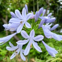 アガパンサス,アガパンサス,ヒマワリ,ヒメヒマワリ,ヒメヒマワリの画像