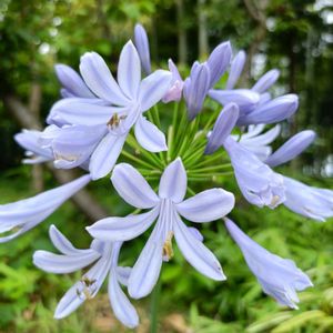 アガパンサス,アガパンサス,ヒマワリ,ヒメヒマワリ,ヒメヒマワリの画像