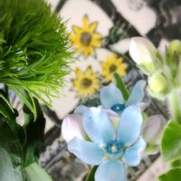 ブルースター,てまりそう,札幌から,リビング・ダイニングの画像