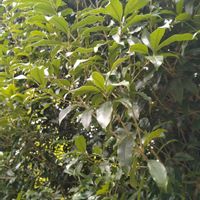 キンモクセイの画像