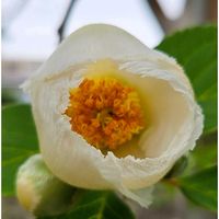 アジサイ,夏椿,夏椿,ナツツバキ,ナツツバキの画像