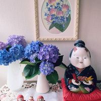 可愛い,紫陽花 アジサイ あじさい,花のある暮らし,緑のある暮らし,花が好きの画像