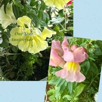 金魚草,꒰ღ˘◡˘ற꒱かわゅ~,今日の一枚,植物中毒,お花は癒しの画像
