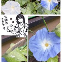 アゲラタム,ギボウシ,トレニア,ムラサキツユクサ,ハイビスカス レッドフラミンゴの画像