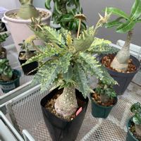 ドルステニア ホルウッディ,塊根植物,ドルステニア,かわいい♡,葉っぱ好きの画像