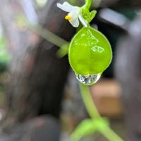 フウセンカズラ,こぼれ種の画像
