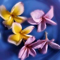 プルメリア,フランジパニ,いい香り,夏の花,良い香りの画像