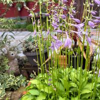 アロマティカス,ギボウシ（ホスタ）,ギボウシ（ホスタ）の花,多肉植物,癒しの画像