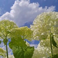 アジサイ,アナベル,ピンクアナベル,感謝,花のある暮らしの画像