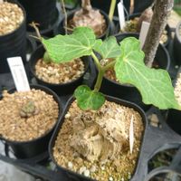 マテレア シクロフィア,多肉植物,塊根植物,多肉生活,珍奇植物の画像