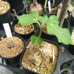マテレア シクロフィア,多肉植物,塊根植物,多肉生活,珍奇植物の画像