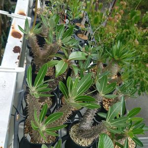 アデニア キルキー,多肉植物,塊根植物,珍奇植物,植中毒の画像