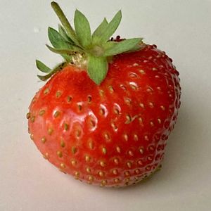 イチゴ,ハイビスカス,ルビーネックレス,オステオスペルマム,挿し芽の画像