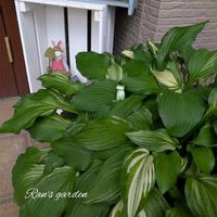 ギボウシ,花のある暮らし,GSのみなさんに感謝♡,小さな幸せ♡,がんばろう熊本！の画像