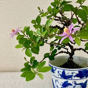 スイレンボク,睡蓮木(すいれんぼく),盆栽,睡蓮木 スイレンボクの画像