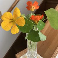 ナスタチウム,ナスタチウム,ミニひまわり,ミニひまわり,紫タマネギの花の画像