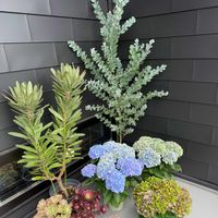 西安,多肉植物,アエオニウム,紫陽花 アジサイ あじさい,オージー・プランツの画像
