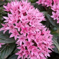 ペンタス,赤い花,白い花,ピンクのお花,ありがとう❤️の画像