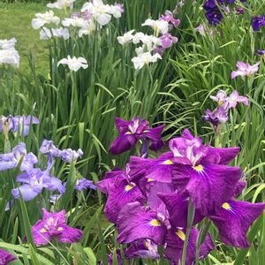 菖蒲,ショウブの画像