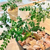 オペルクリカリア・パキプス,多肉植物,塊根植物,GSのみなさんに感謝♡,多肉女子の画像