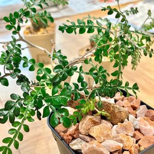 オペルクリカリア・パキプス,多肉植物,塊根植物,GSのみなさんに感謝♡,多肉女子の画像