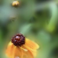 コレオプシス,いつもありがとうございますの画像