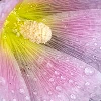 タチアオイ,ホリホック（タチアオイ）,ピンク,大好きな花,シルエット❤︎の画像
