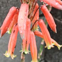 アロエベラ,花のある暮らし,アロエの花,植中毒,花自慢の画像
