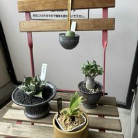 ビカクシダ,アデニウム アラビカム,ユーフォルビア・オベサ,姫巌竜の画像