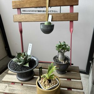 ビカクシダ,アデニウム アラビカム,ユーフォルビア・オベサ,姫巌竜の画像