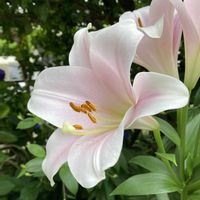 テッポウユリ,球根,地植え,ガーデニング,ピンクの花の画像