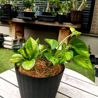 ポトス　グローバルグリーン,成長記録,お気に入り♡,おきにいり,NO GREEN  NO LIFEの画像