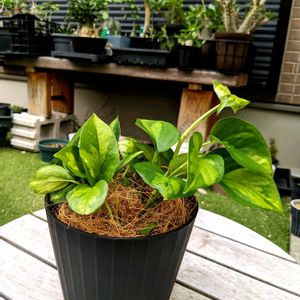 ポトス　グローバルグリーン,成長記録,お気に入り♡,おきにいり,NO GREEN  NO LIFEの画像
