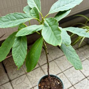 アボカド,アボカド鉢植え,観葉植物,植え替え,種からの画像