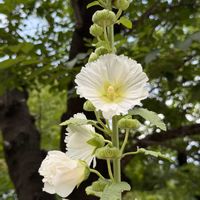 タチアオイ,立葵,白い花,お出かけ先の画像
