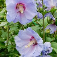 ムクゲ,ムクゲ(シハイ<紫盃>),地植え,ガーデニング,花のある暮らしの画像