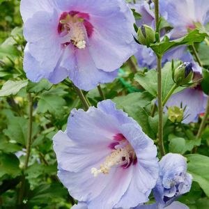 ムクゲ,ムクゲ(シハイ<紫盃>),地植え,ガーデニング,花のある暮らしの画像
