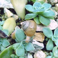 かたつむり,多肉植物,セダム属,多肉寄せ植え,お庭の植物の画像